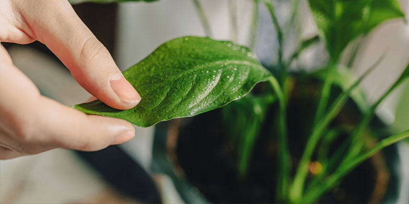 6-Can-Plants-Help-With-Indoor-Air-Quality